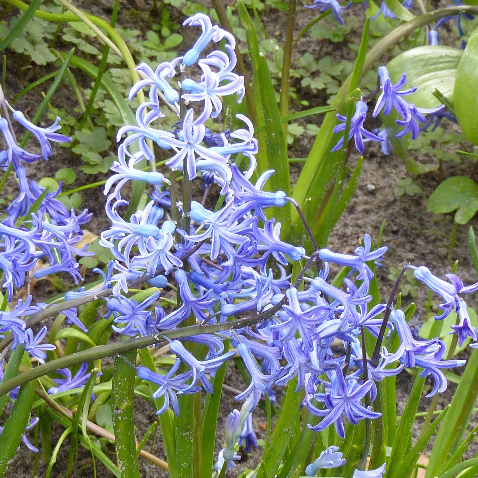 Promesse de Fleurs - Jacinthe multiflore Bleue Bulbe calibre I (par 3)