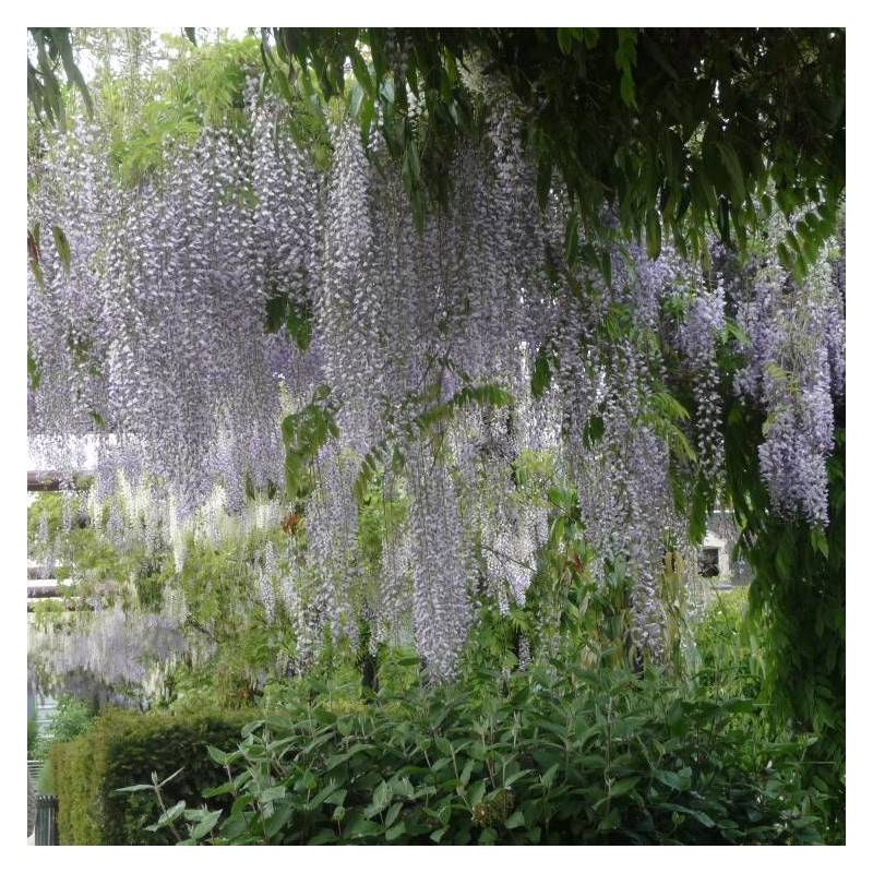 Glycine du Japon Macrobotrys à fleurs Bleue - feuillage Caduc - Godet - 5/10 cm- hauteur à maturité De 10,00 m à 20,00 m - Image 3