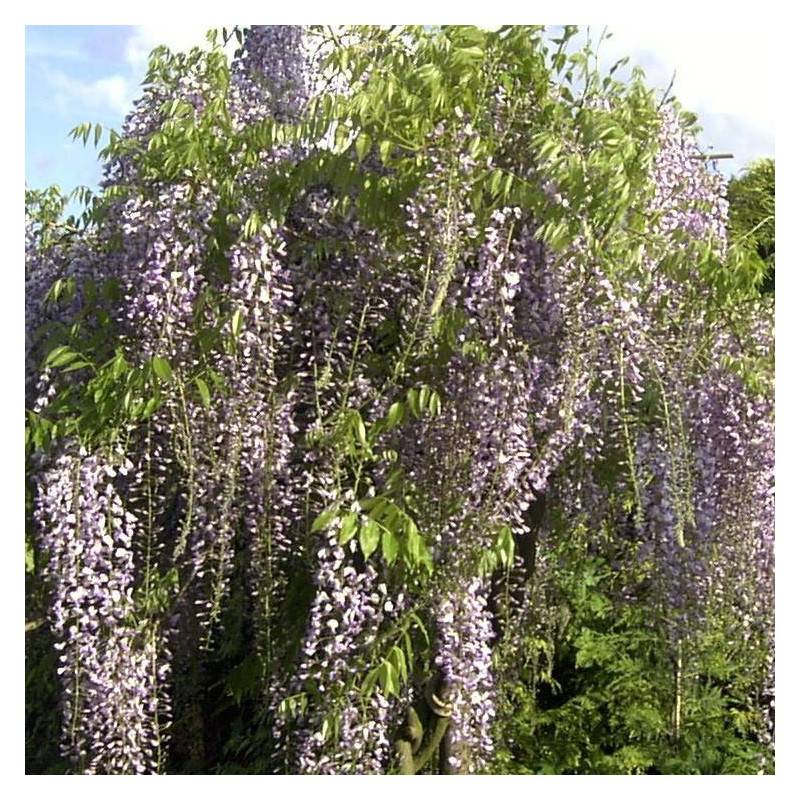 Glycine du Japon Macrobotrys à fleurs Bleue - feuillage Caduc - Godet - 5/10 cm- hauteur à maturité De 10,00 m à 20,00 m - Image 9