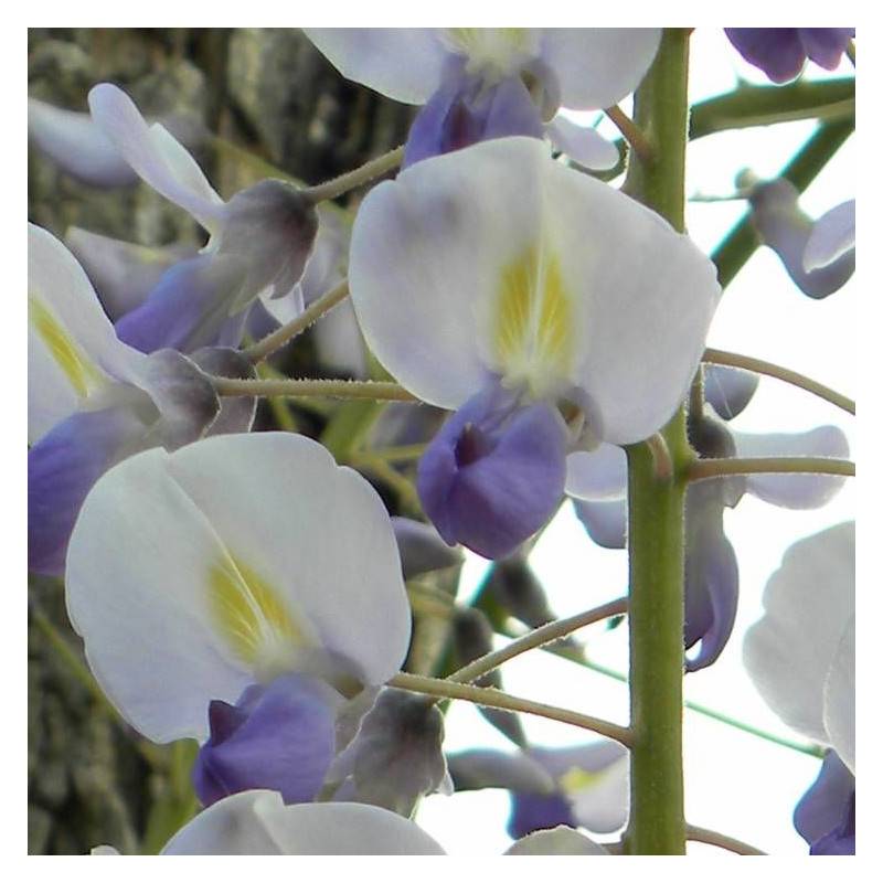 Glycine du Japon Macrobotrys à fleurs Bleue - feuillage Caduc - Godet - 5/10 cm- hauteur à maturité De 10,00 m à 20,00 m - Image 4
