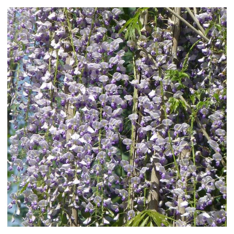 Glycine du Japon Macrobotrys à fleurs Bleue - feuillage Caduc - Godet - 5/10 cm- hauteur à maturité De 10,00 m à 20,00 m - Image 5