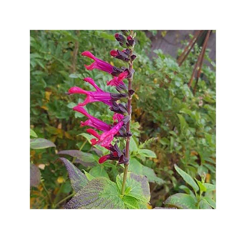 Salvia Amante - sauge hybride Godet de 8/9 cm