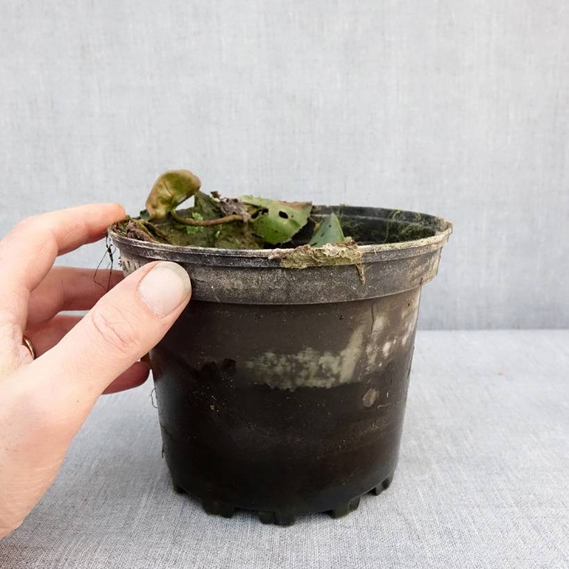 Promesse de Fleurs - Nymphaea Evelyn Stetson - Nénuphar rustique blanc Pot de 1,5L/2L