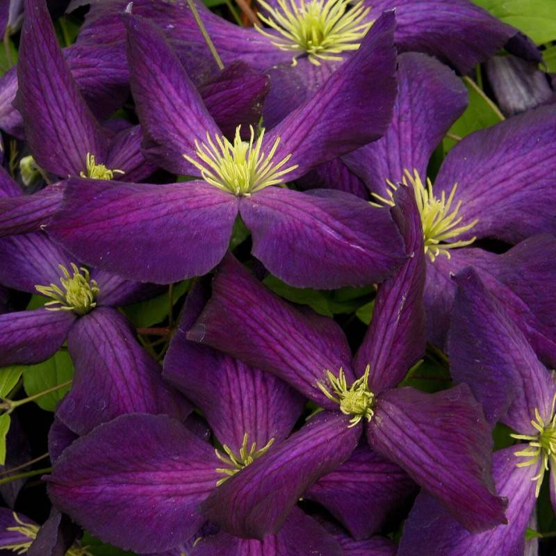 Clématite jackmanii Jackmanii Purpurea® 'Zojapur' à fleurs Violette - feuillage Caduc - Pot de 3L - Echelle bambou 60/120 cm-  hauteur à maturité De 5 - Image 1