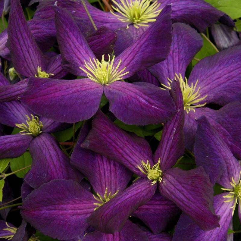 Clématite jackmanii Jackmanii Purpurea® 'Zojapur' à fleurs Violette - feuillage Caduc - Pot de 3L - Echelle bambou 60/120 cm-  hauteur à maturité De 5 - Image 5