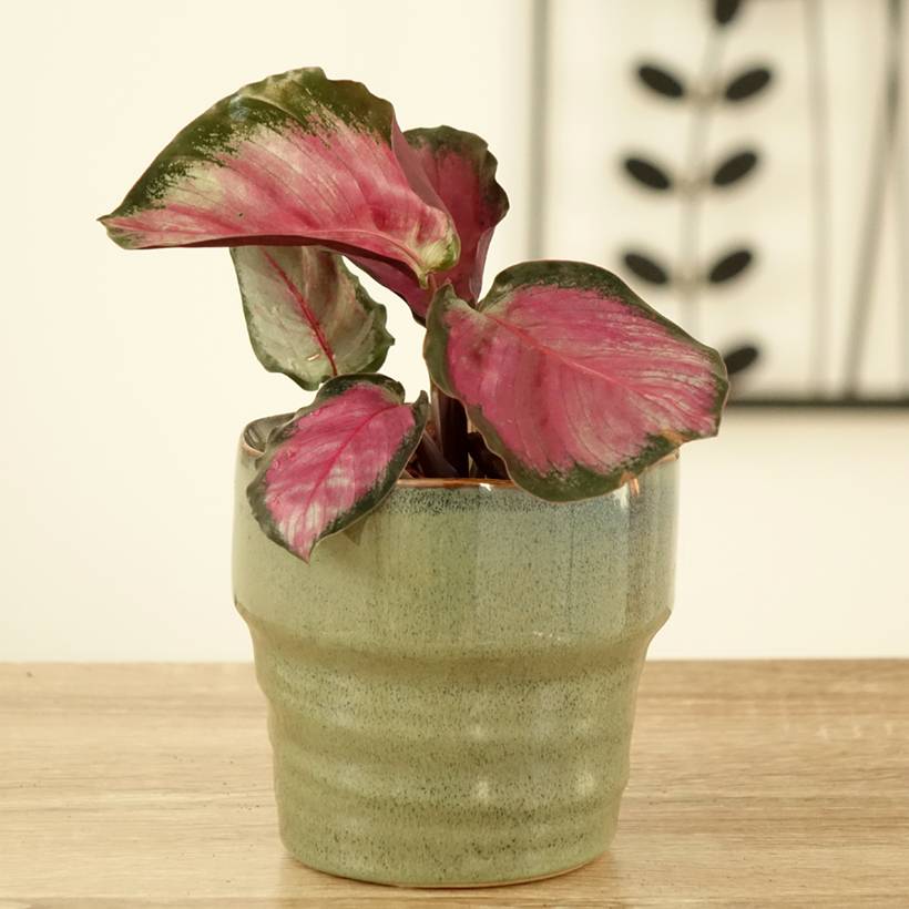 Calathea roseopicta Rosy Mini-plante