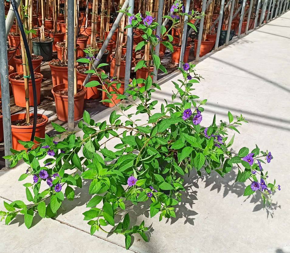 0 - Solanum rantonnetii (Arbre à gentiane) Pot de 25L - 150/175cm - Image 1
