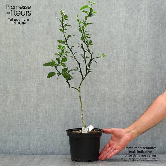 Poncirus trifoliata - Citronnier épineux Pot de 3L/4L - Image 2