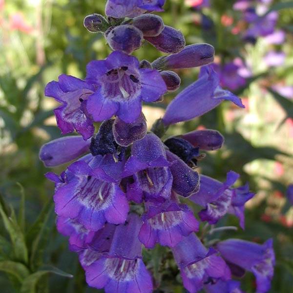 Promesse de Fleurs - Penstemon hybride Russian River - Galane Godet de 8/9 cm