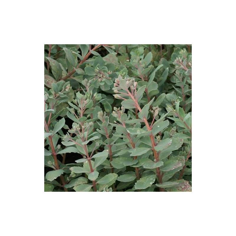 Orpin Robustum, Sedum à fleurs Rose/ - feuillage Caduc - Godet - 5/20 cm - Image 2