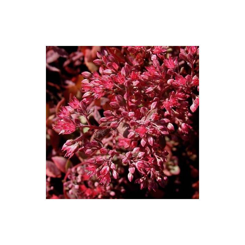 Orpin Robustum, Sedum à fleurs Rose/ - feuillage Caduc - Godet - 5/20 cm - Image 3