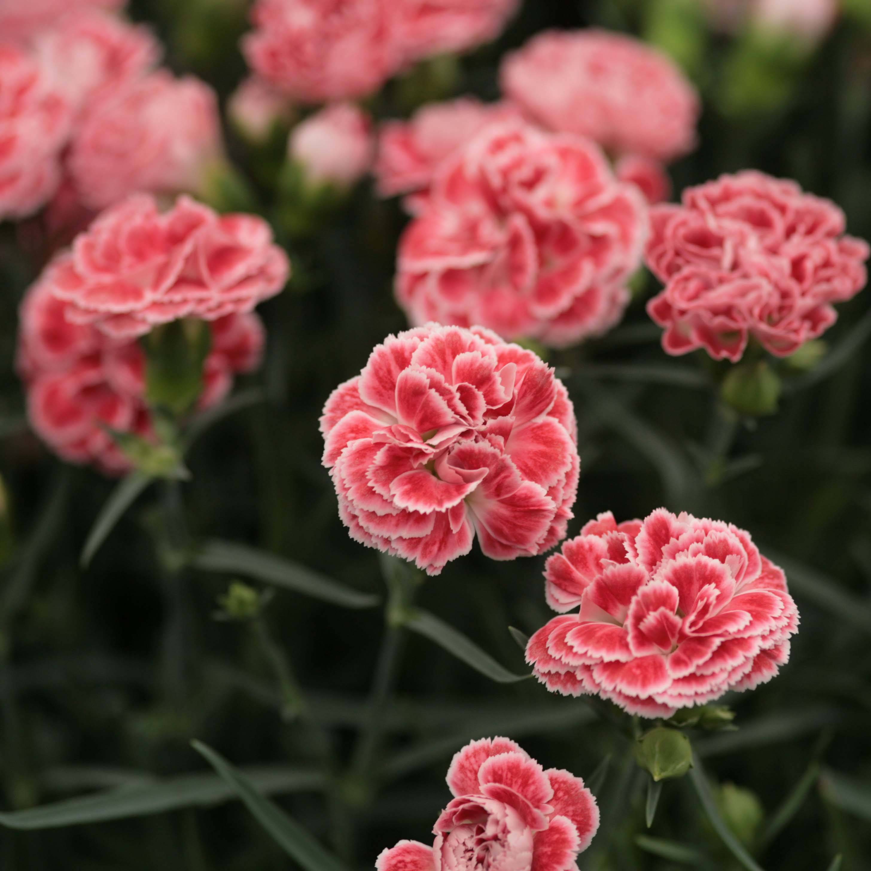 Promesse de Fleurs - Dianthus Scent First Coral Reef - Œillet mignardise Godet de 7/8 cm