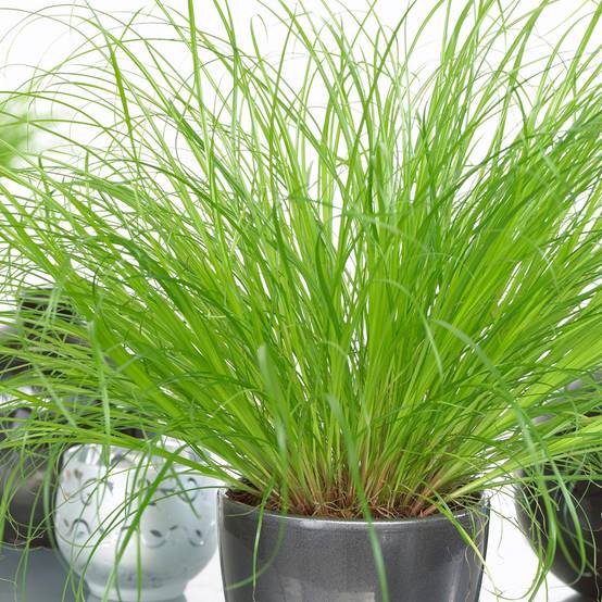 Gardenersdream - Cypérus Zumula - Herbe À Chat | Plante Compacte À Feuilles Persistantes | Plante D'Intérieur 20-30Cm - GardenersDream - Image 1