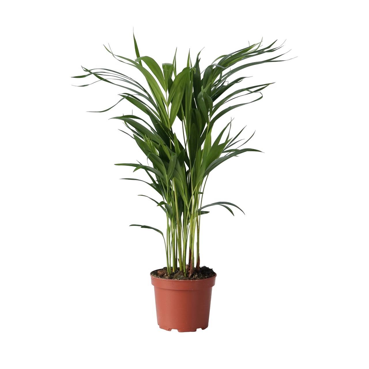 Palmier areca - Dypsis lutescens - Hauteur 60-70cm - ⌀17cm - Image 1