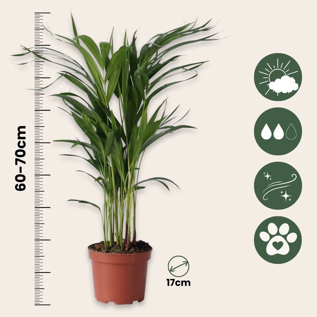 Palmier areca - Dypsis lutescens - Hauteur 60-70cm - ⌀17cm - Image 6