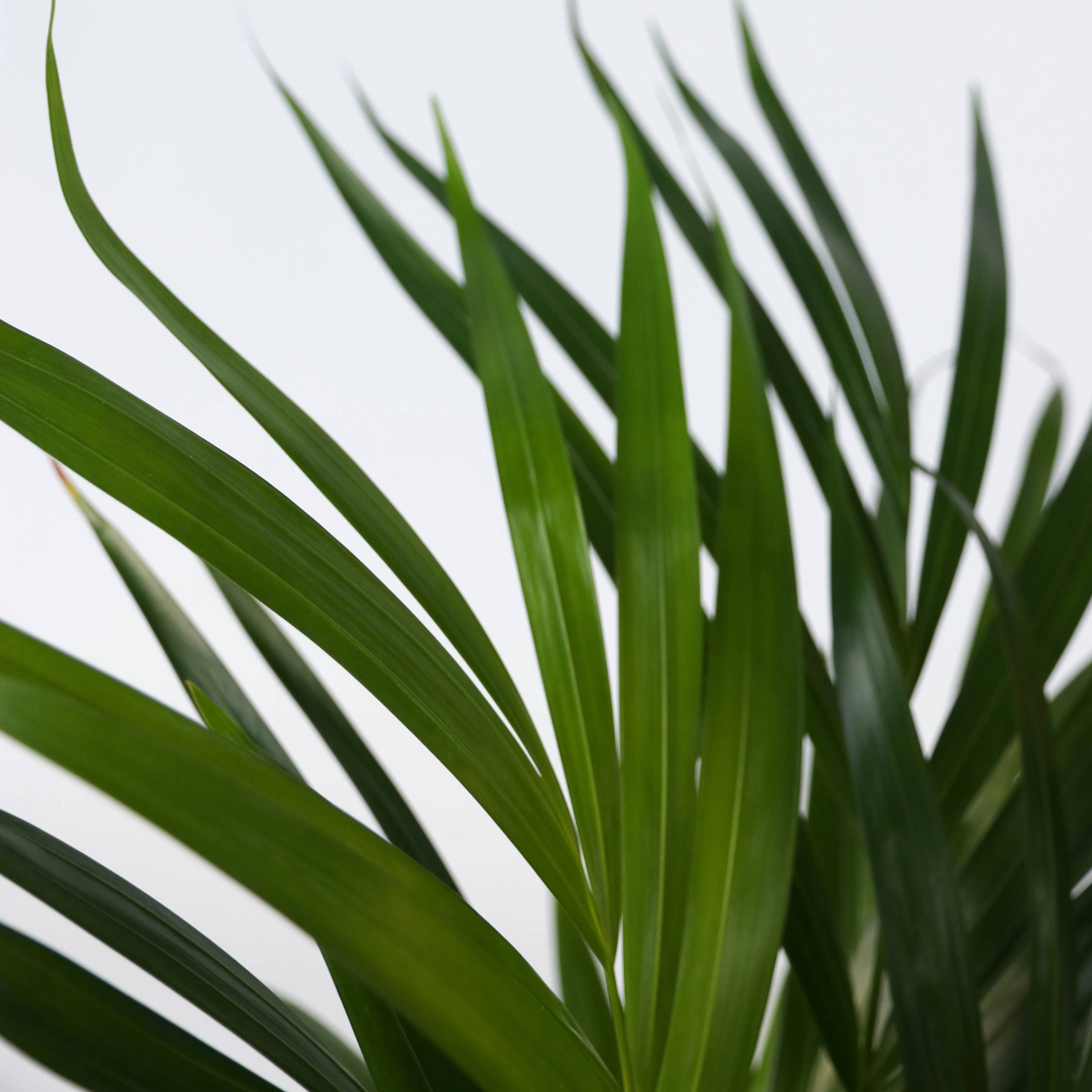 Palmier areca - Dypsis lutescens - Hauteur 60-70cm - ⌀17cm - Image 4