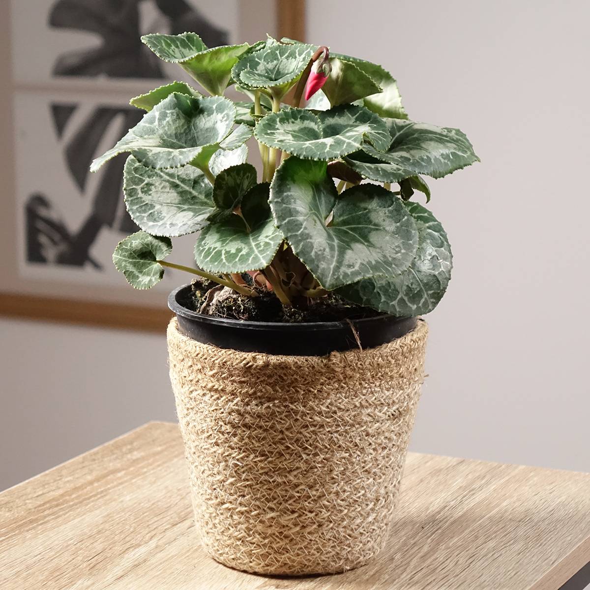 Promesse de Fleurs - Cyclamen de Perse rouge Pot de 1L/1,5L