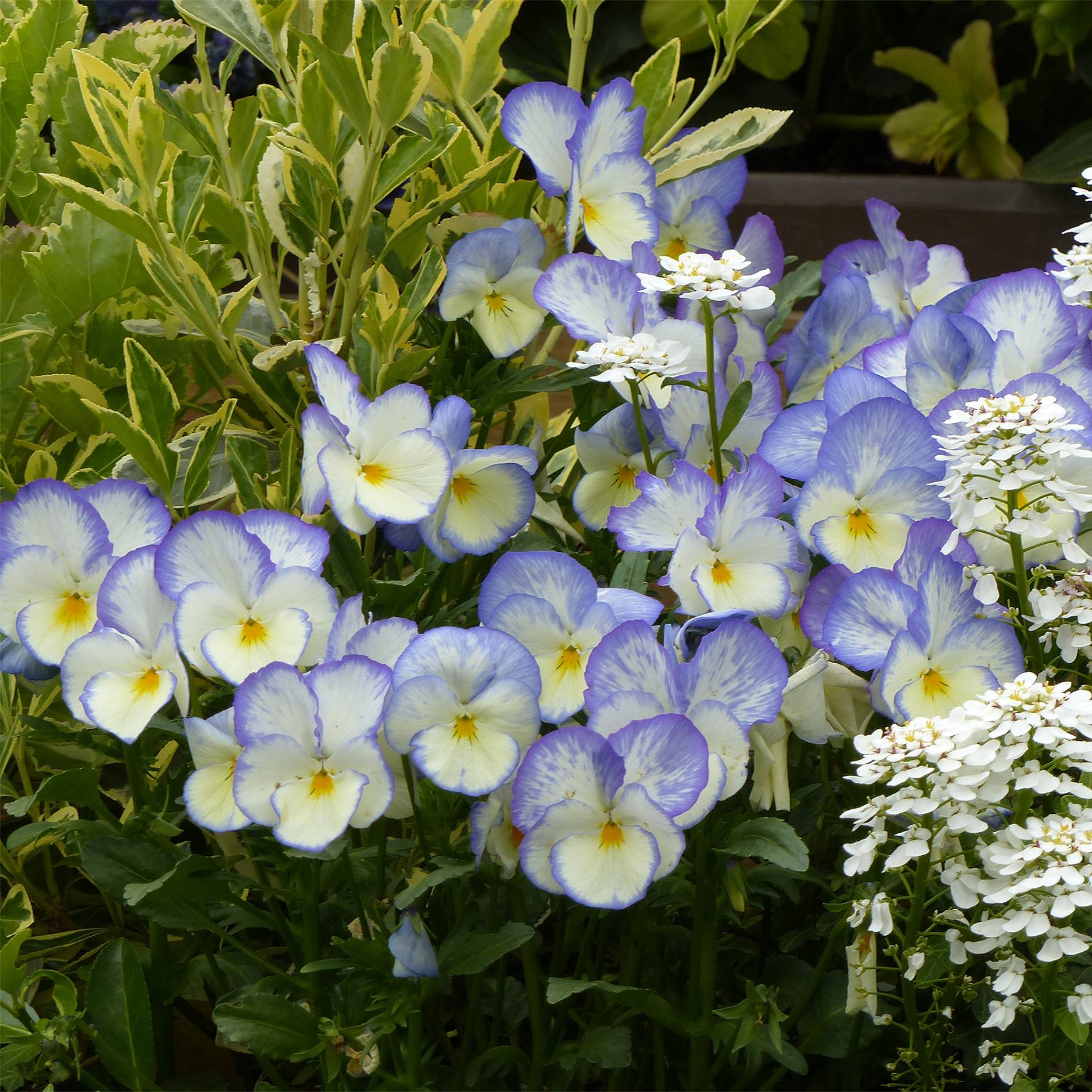 Promesse de Fleurs - Viola Blue Moon Mini-motte Ø 1,5/2,5 cm, Plant vert de 3 à 5 cm de haut environ (par 5)