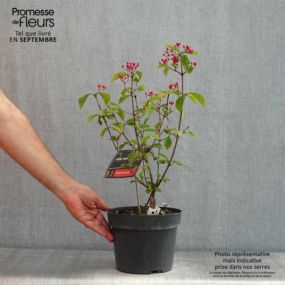 Viburnum dilatatum Sealing Wax Pot de 4L/5L - Image 2