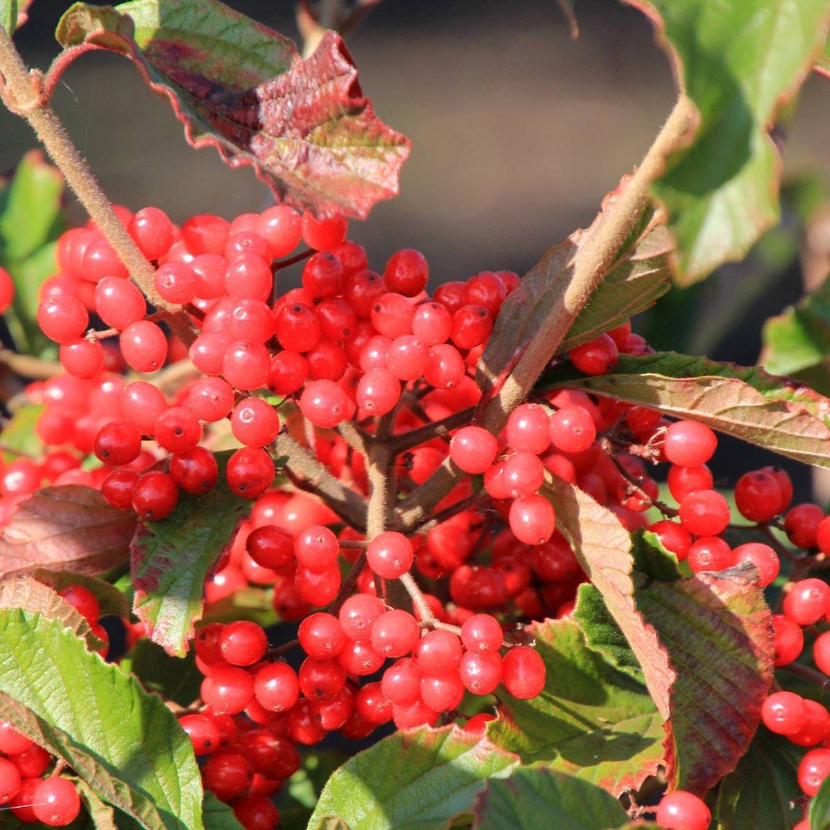 Viburnum dilatatum Sealing Wax Pot de 4L/5L - Image 1