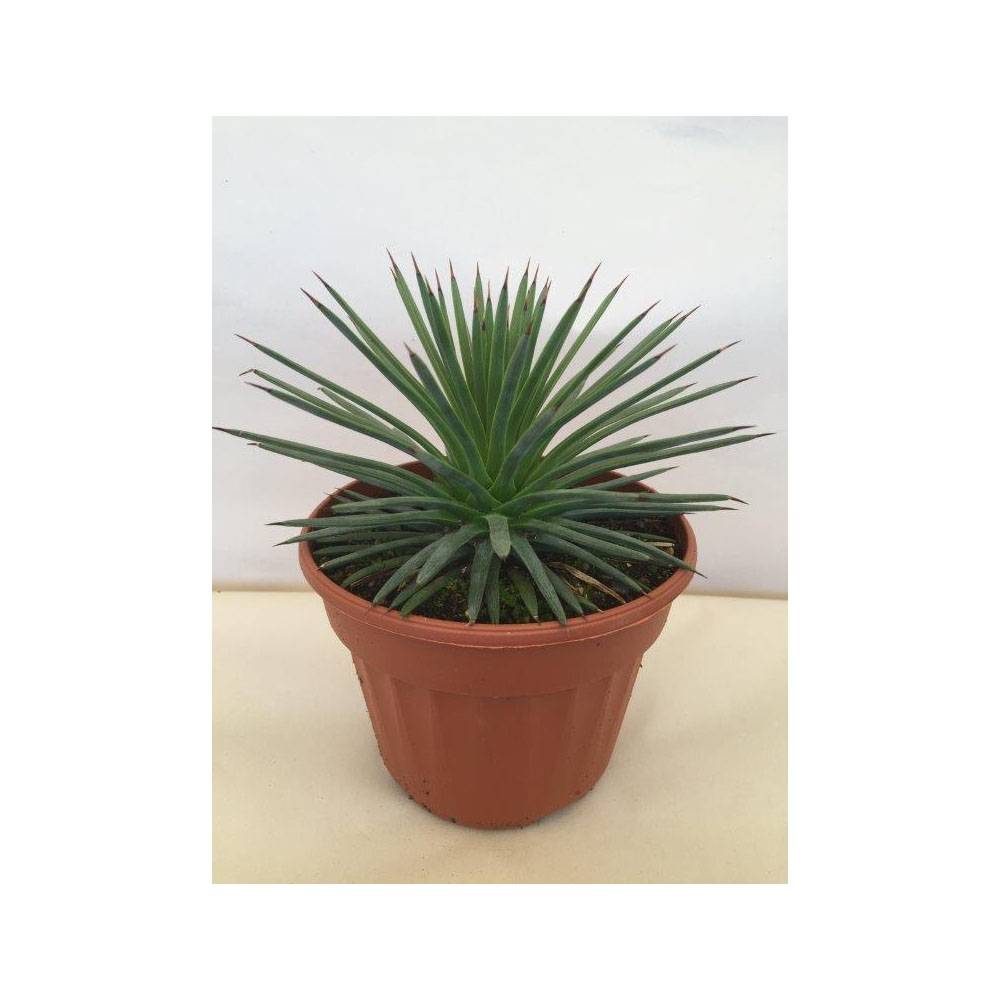 Agave stricta Nana Pot de 12 cm / 13 cm