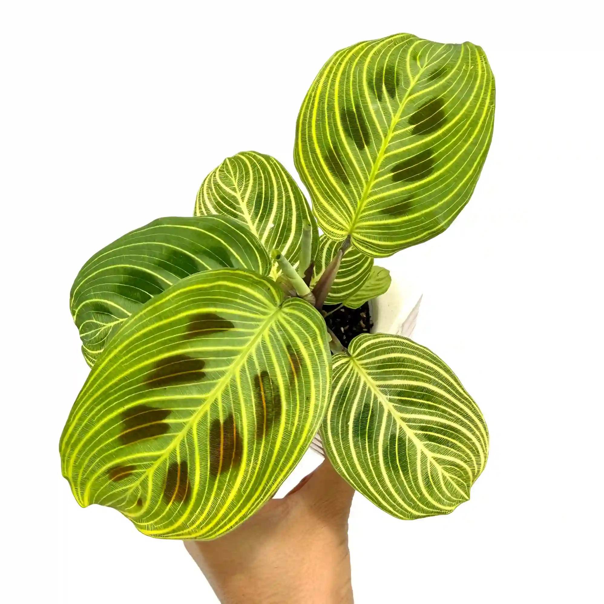 Maranta Light Veins - Pot de 11cm - Plantes d'intérieur - Image 1