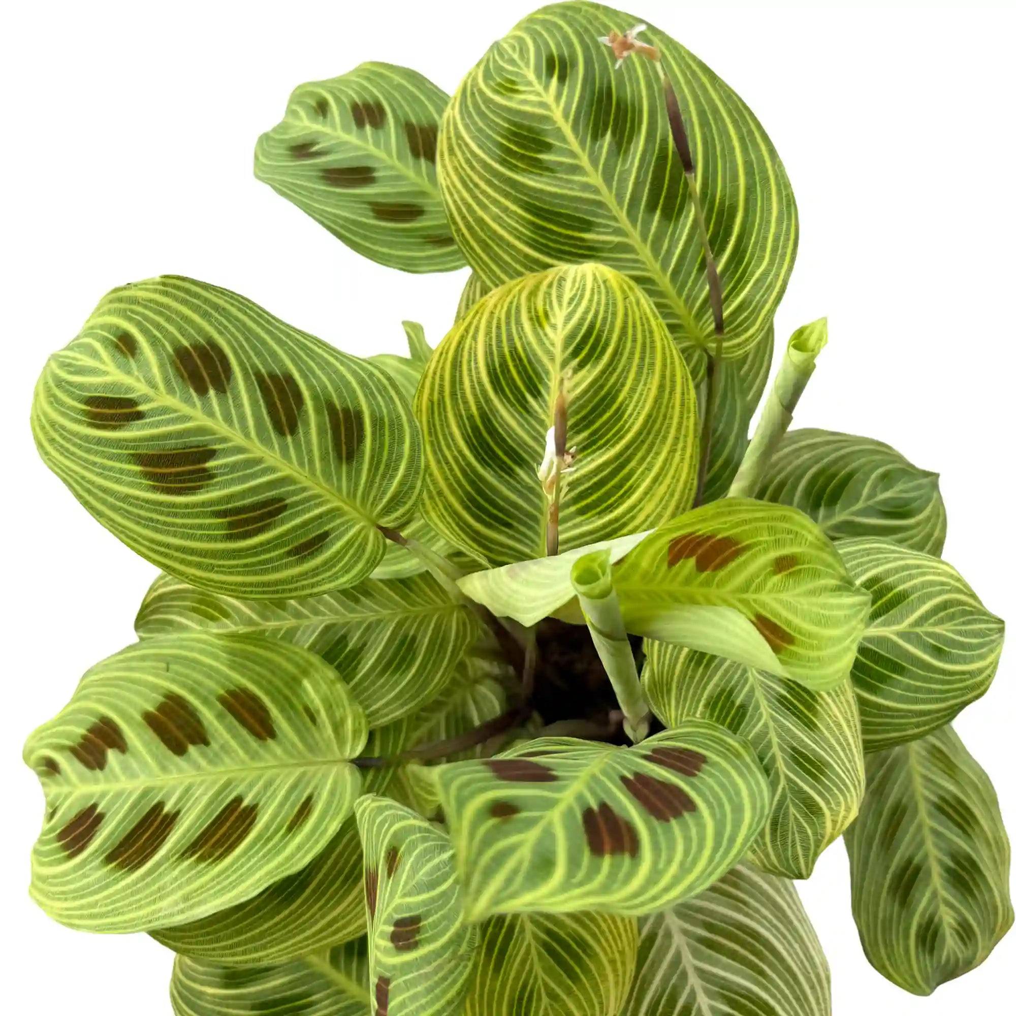 Maranta Light Veins - Pot de 11cm - Plantes d'intérieur - Image 2
