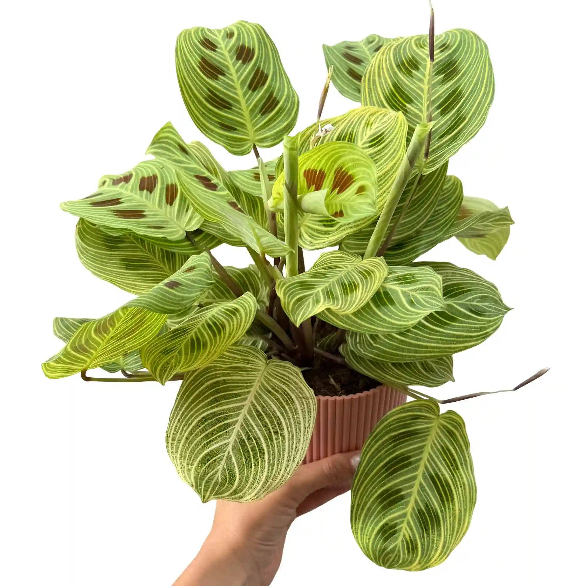 Maranta Light Veins - Pot de 11cm - Plantes d'intérieur - Image 4