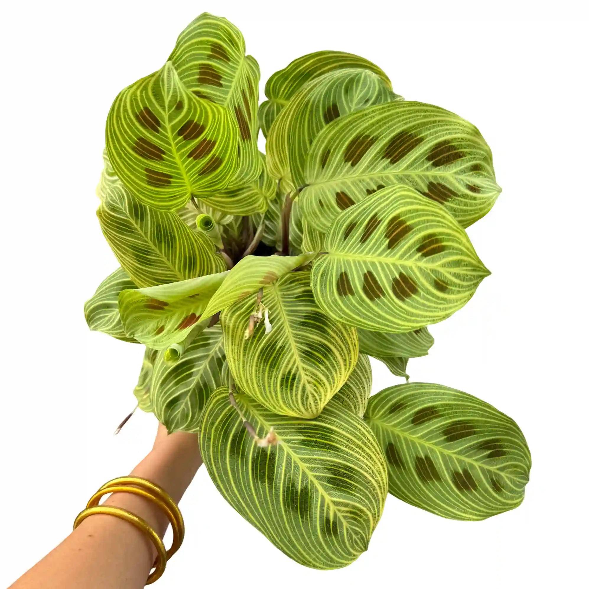 Maranta Light Veins - Pot de 11cm - Plantes d'intérieur - Image 3