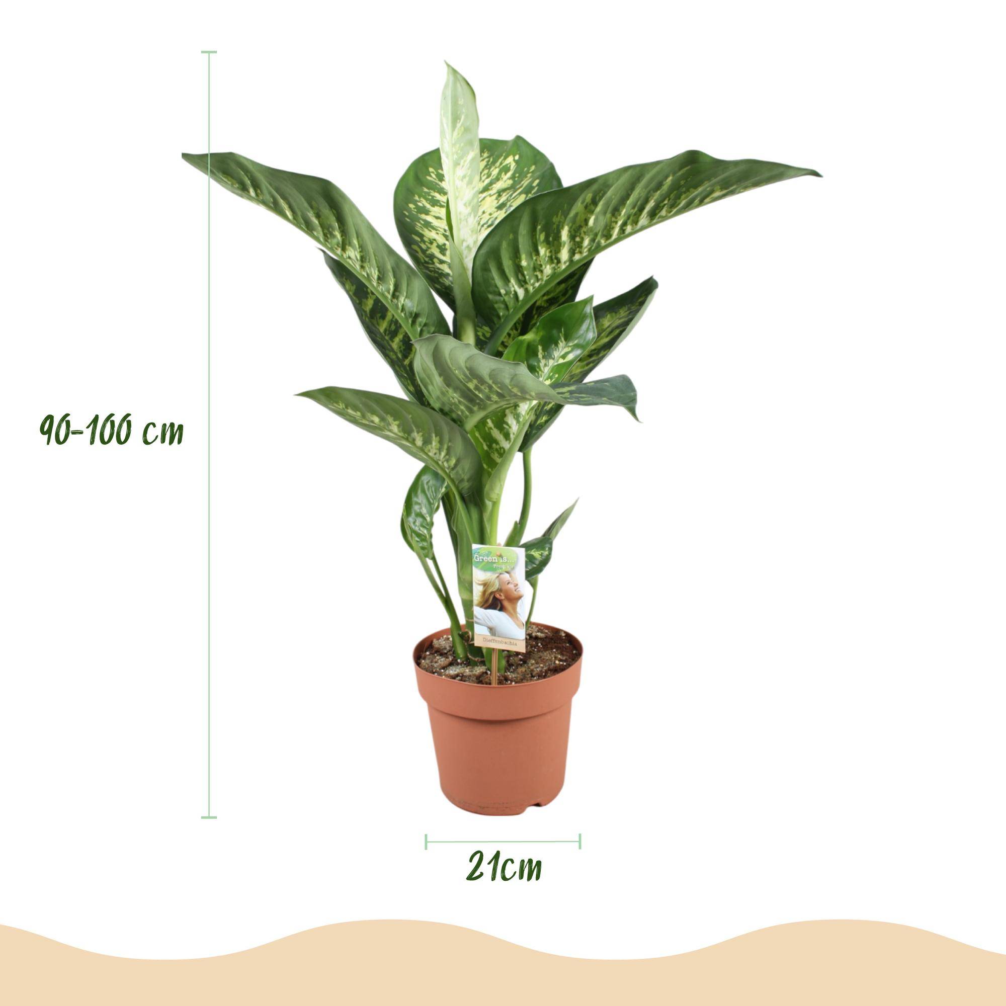 Diefenbachia Tropic Snow - Dieffenbachia - Pot de 21cm - Hauteur 90-100cm - Sans cache-pot - Plantes d'intérieur - Image 3