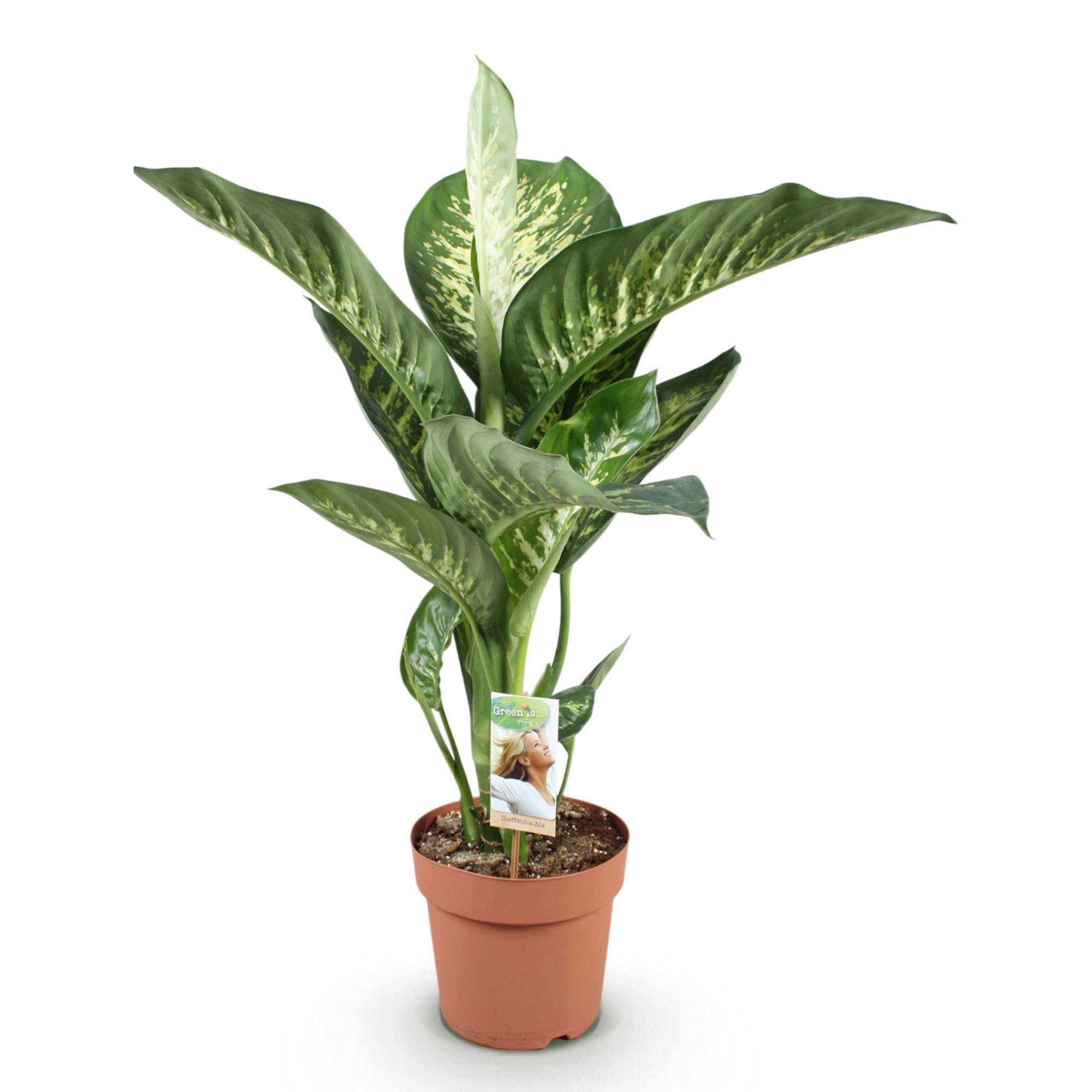 Diefenbachia Tropic Snow - Dieffenbachia - Pot de 21cm - Hauteur 90-100cm - Sans cache-pot - Plantes d'intérieur - Image 2