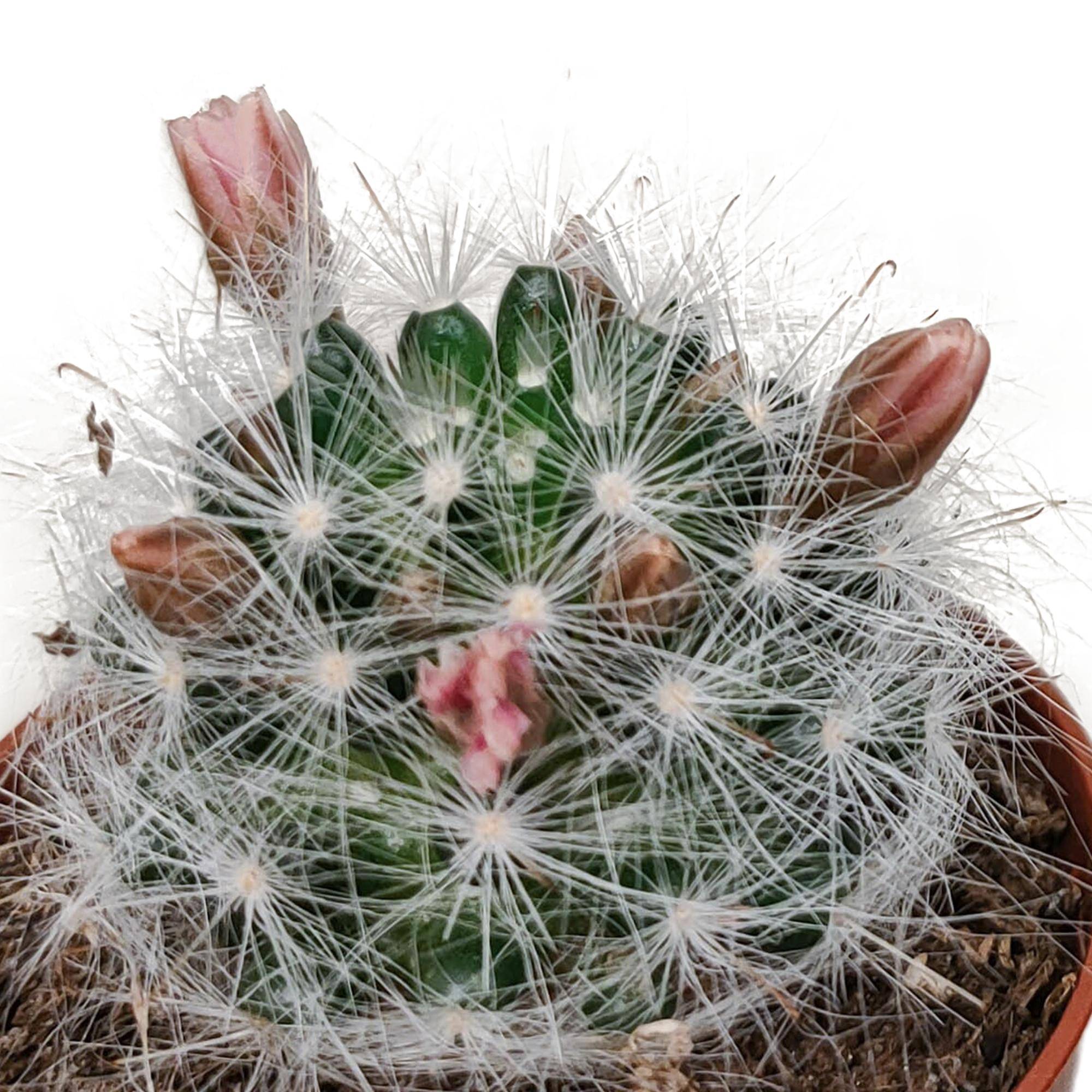 Cactus Fleuri Mélange - Lot de 5- La Green Touch - Image 6