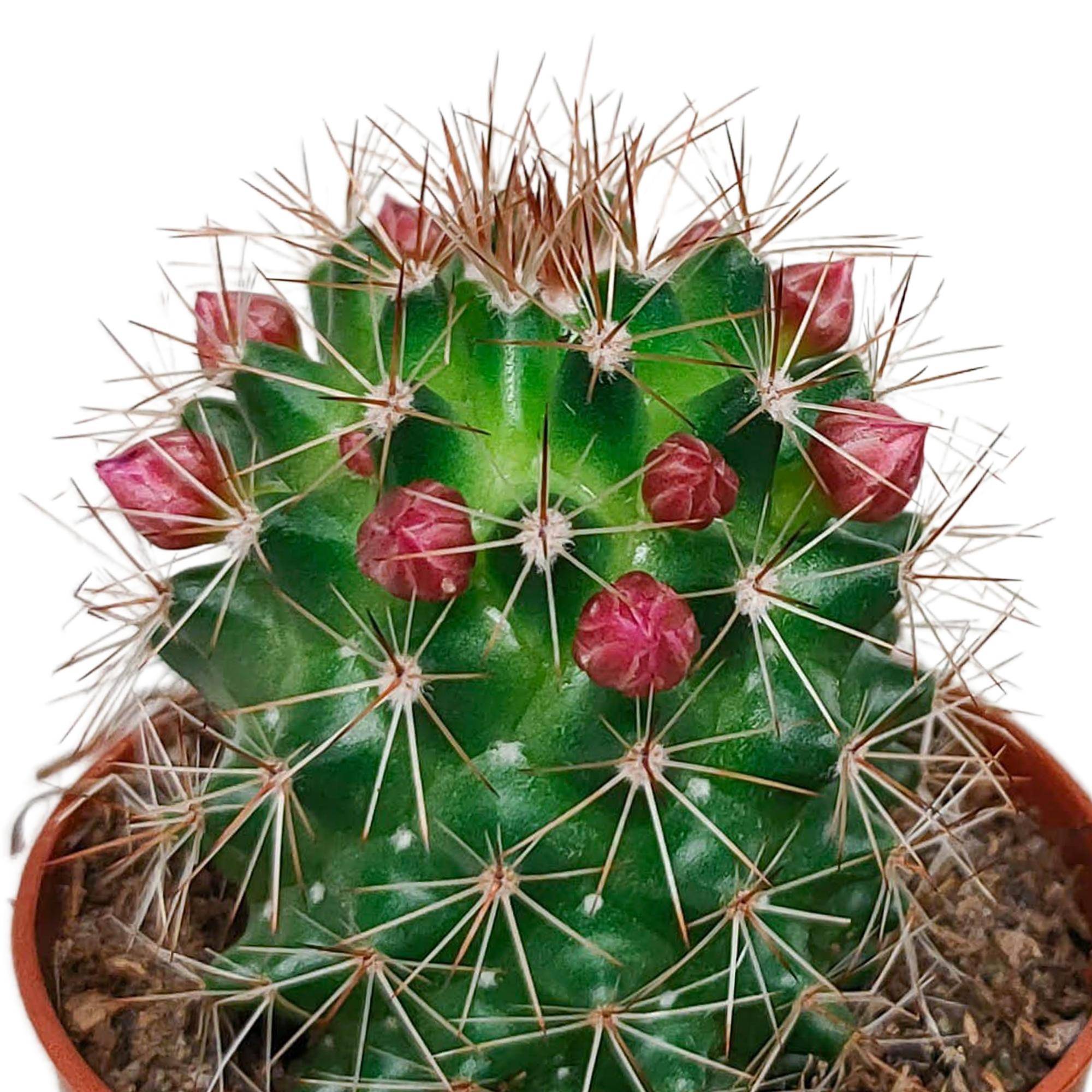 Cactus Fleuri Mélange - Lot de 5- La Green Touch - Image 8