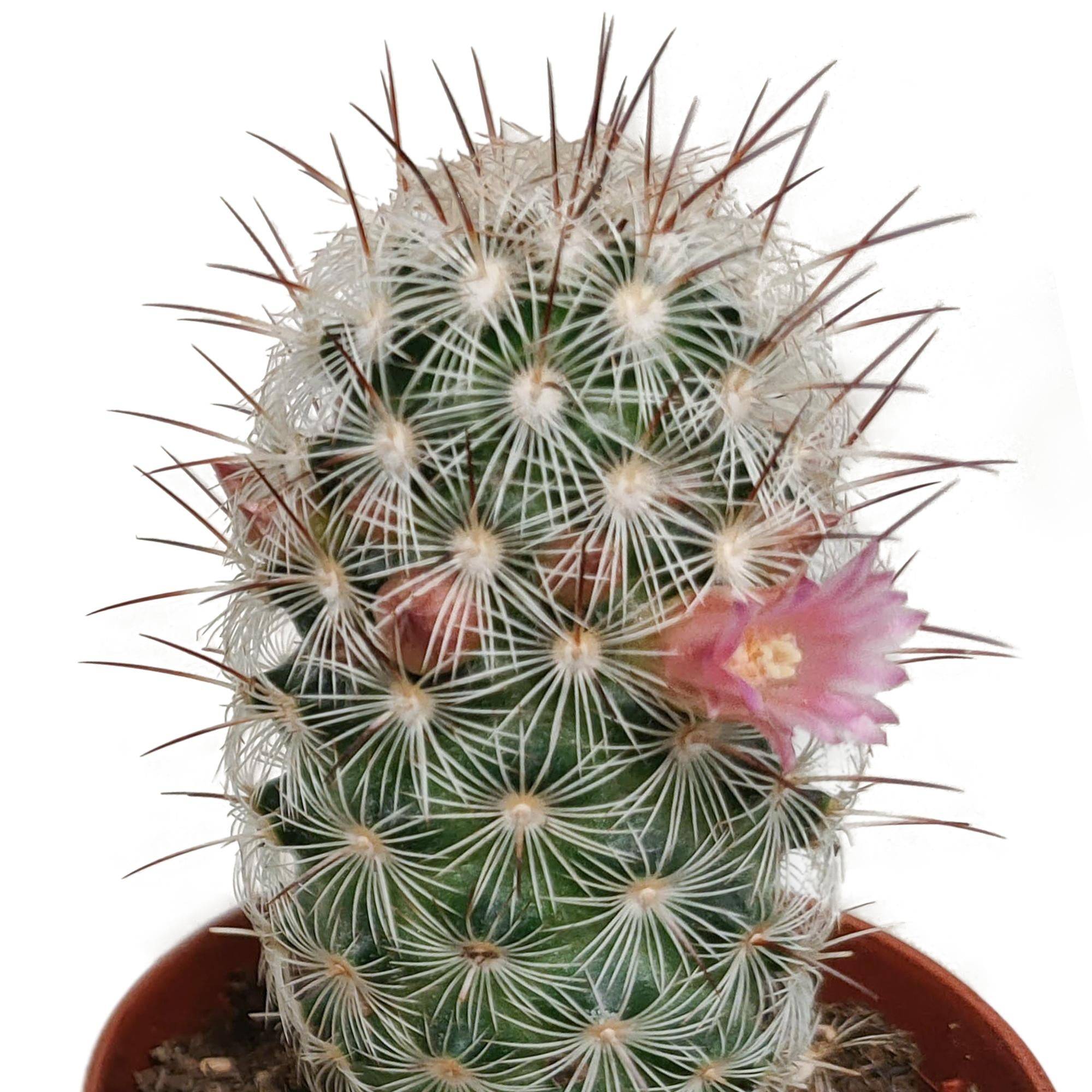Cactus Fleuri Mélange - Lot de 5- La Green Touch - Image 7