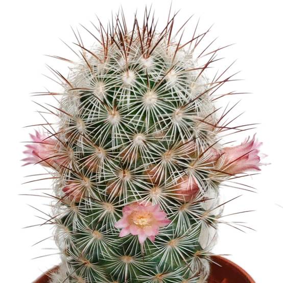 Cactus Fleuri Mélange - Lot de 5- La Green Touch - Image 4
