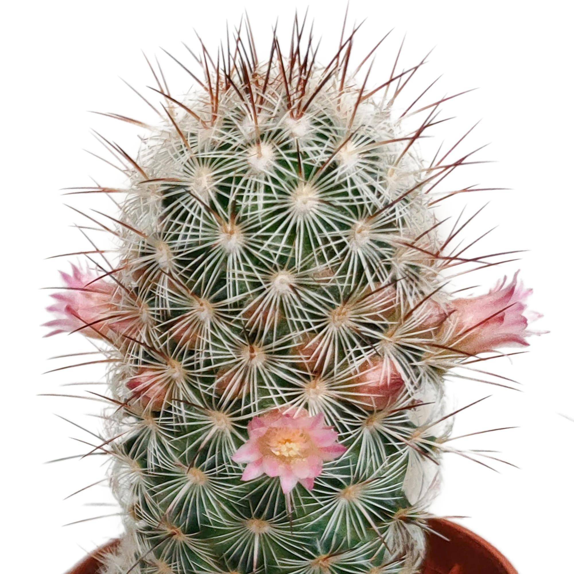 Cactus Fleuri Mélange - Lot de 5- La Green Touch - Image 4