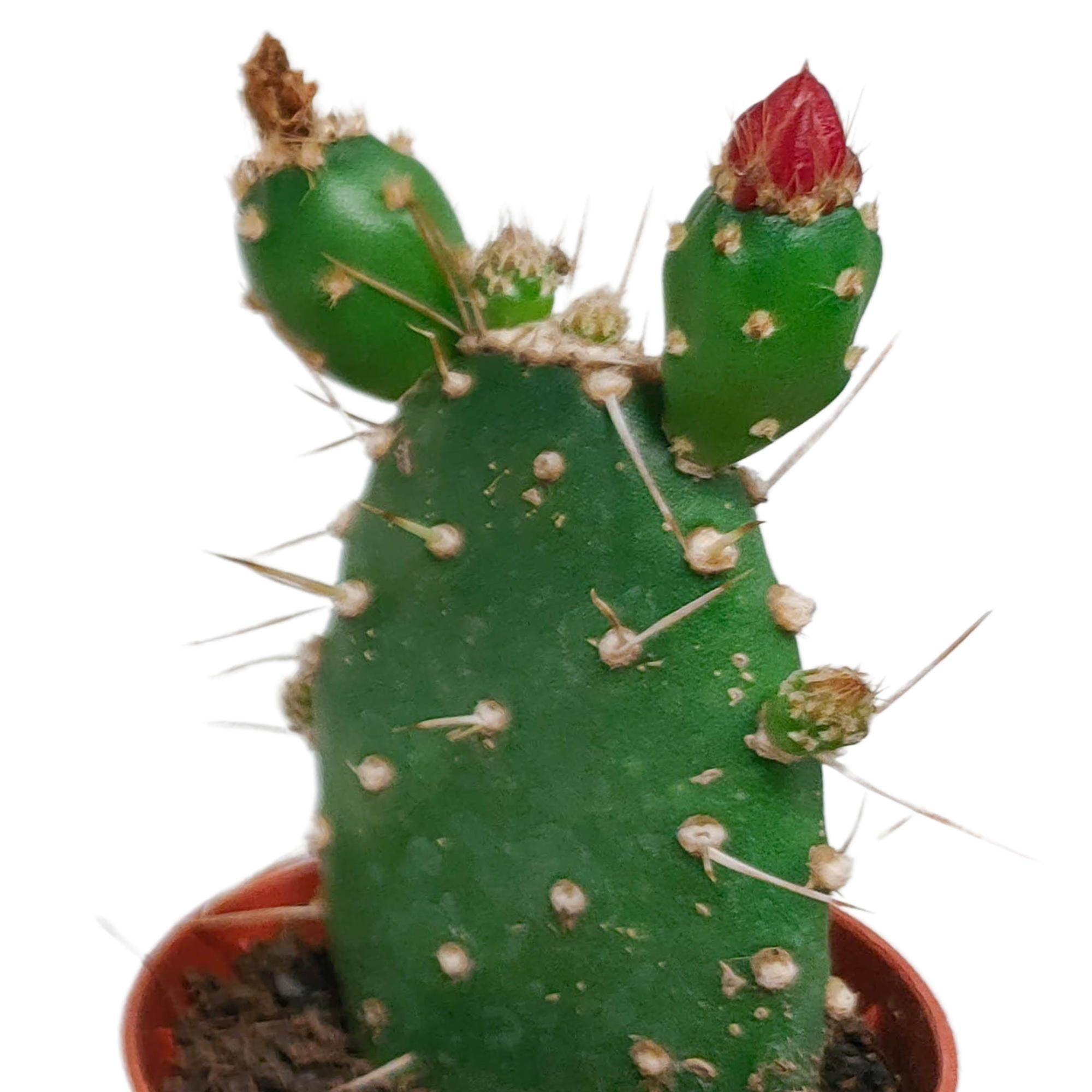 Cactus Fleuri Mélange - Lot de 5- La Green Touch - Image 5