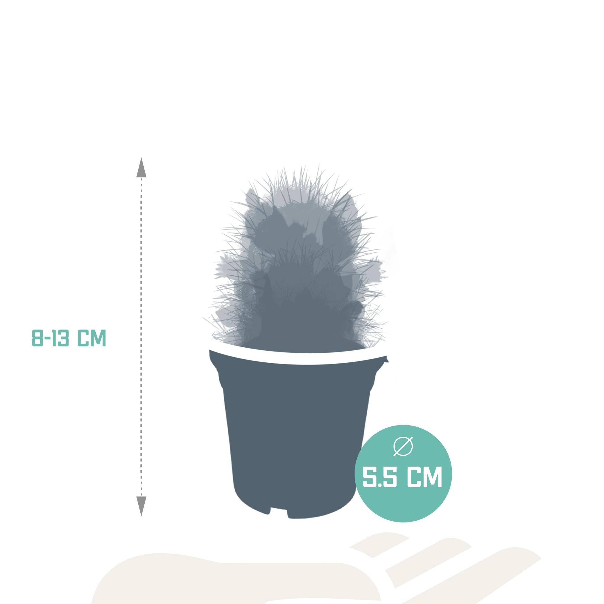 Cactus Fleuri Mélange - Lot de 5- La Green Touch - Image 2