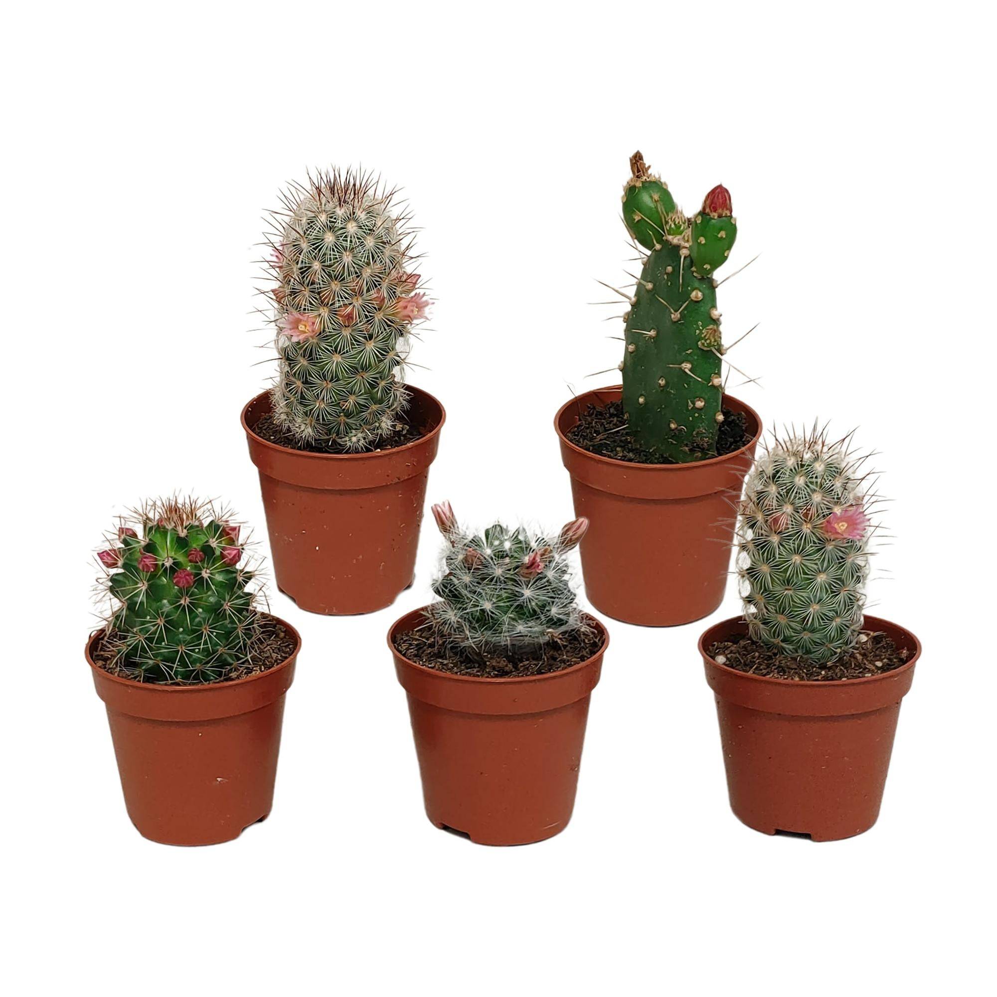 Cactus Fleuri Mélange - Lot de 5- La Green Touch - Image 1