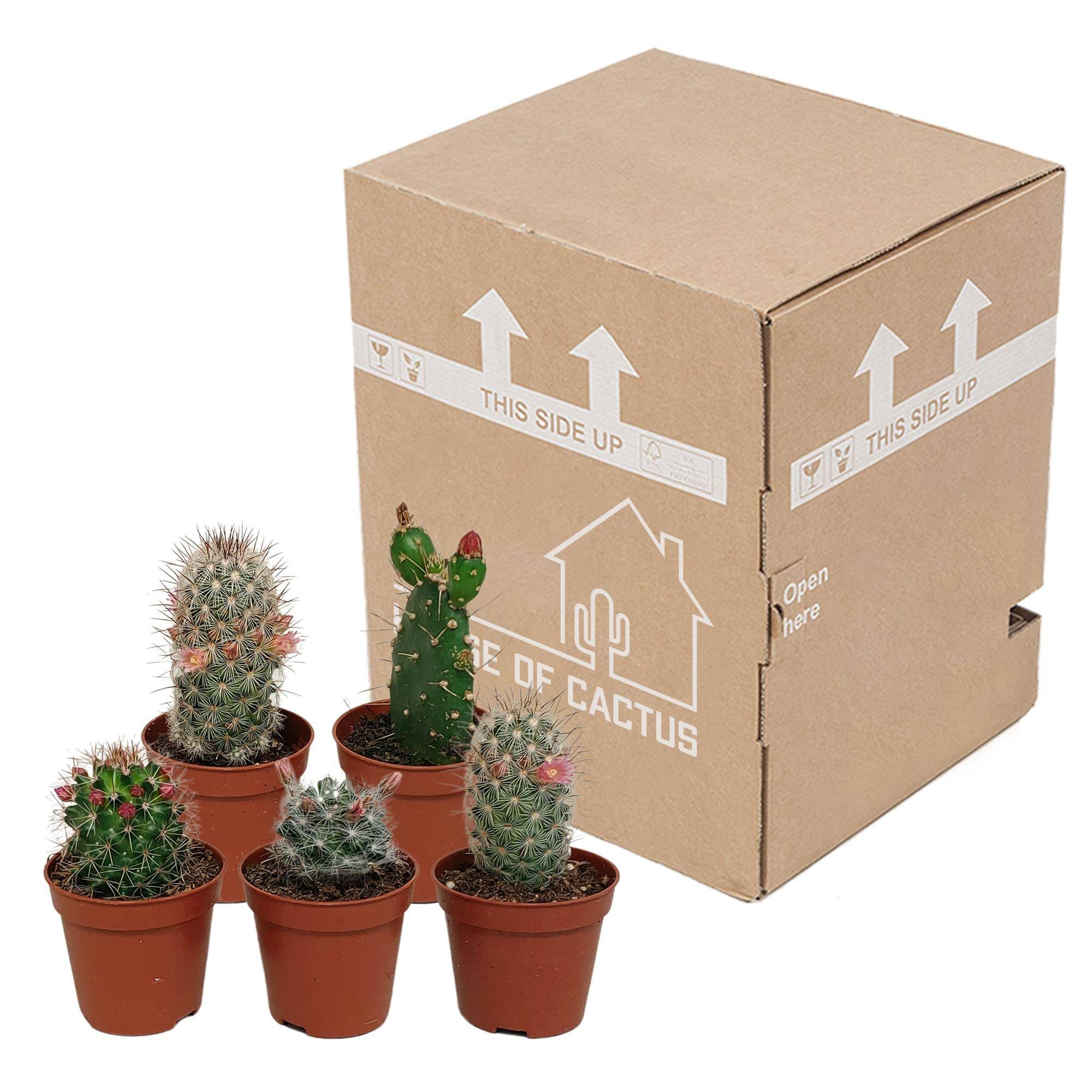 Cactus Fleuri Mélange - Lot de 5- La Green Touch - Image 3