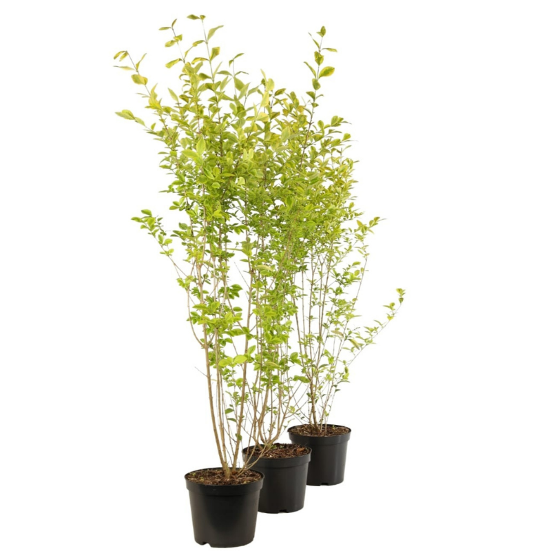 Fleur - Troène doré - Ligustrum ovalifolium Aureum 50/60 cm Pot 3L - Fleur - Image 2