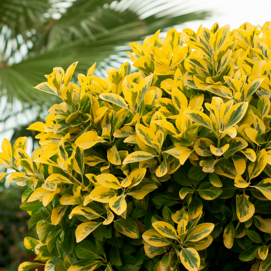 Fleur - Troène doré - Ligustrum ovalifolium Aureum 50/60 cm Pot 3L - Fleur - Image 1