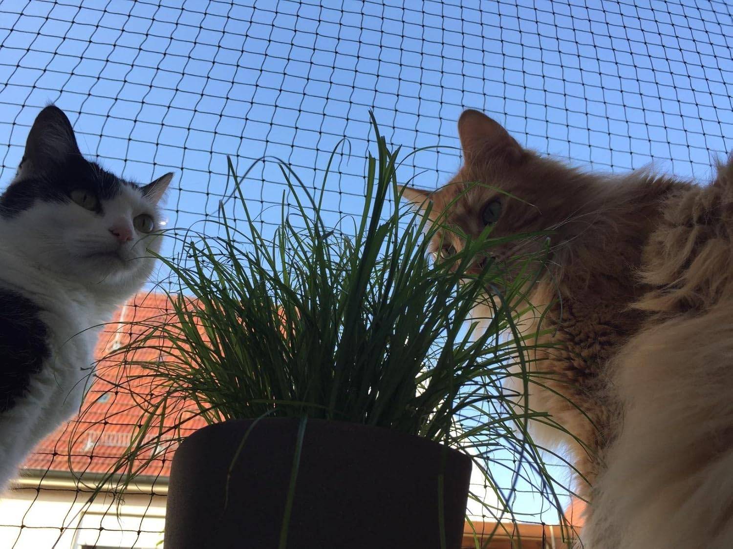 Filet de clôture anti-chute pour chat,filet de protection- 4x3m, Renforcé, Résistant aux Intempéries, Sécurise Balcon, Fenêtres et Terrasses-Lytech - Image 6