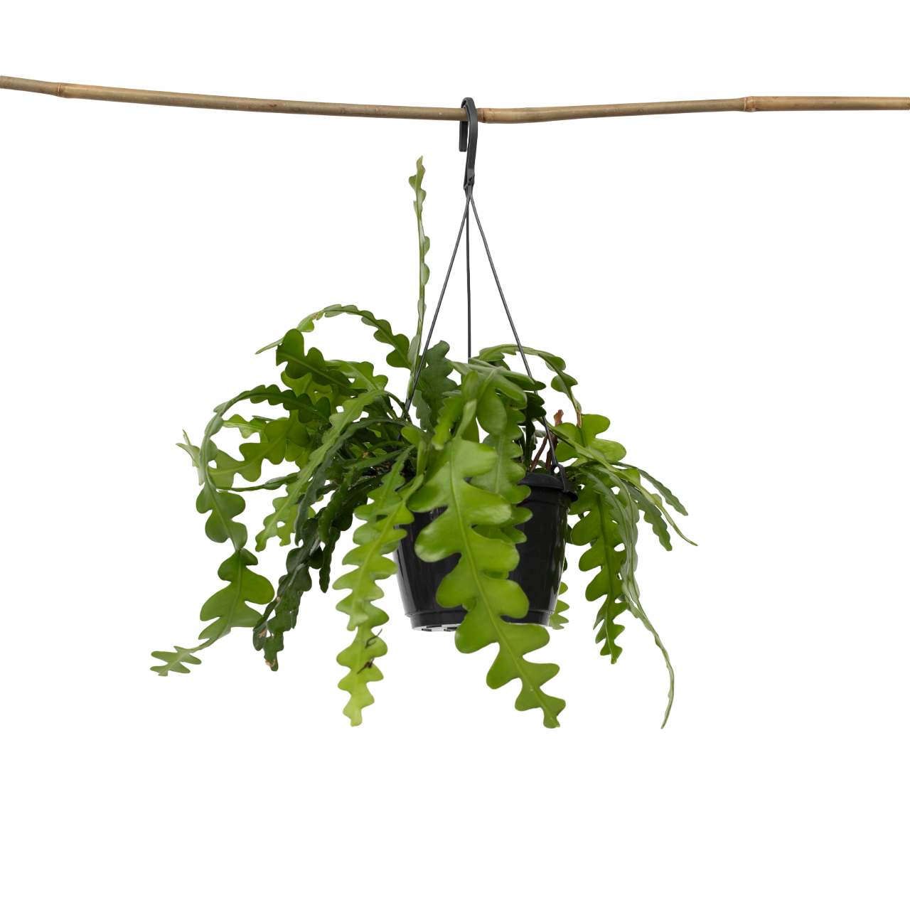Plant In A Box - Cactus orchidée - Epiphyllum 'Anguliger' - Hauteur 30-40cm - ⌀15cm