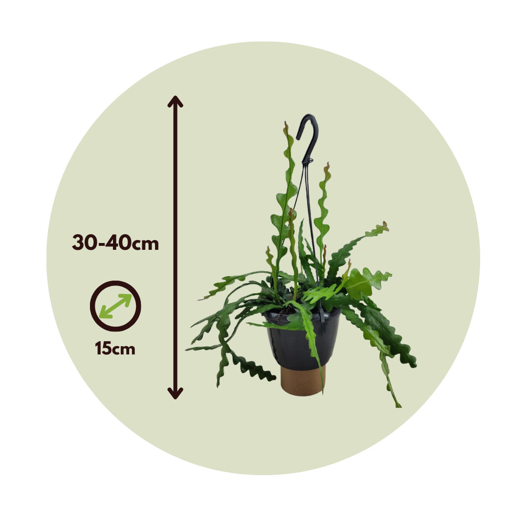 Plant In A Box - Cactus orchidée - Epiphyllum 'Anguliger' - Hauteur 30-40cm - ⌀15cm - Image 6