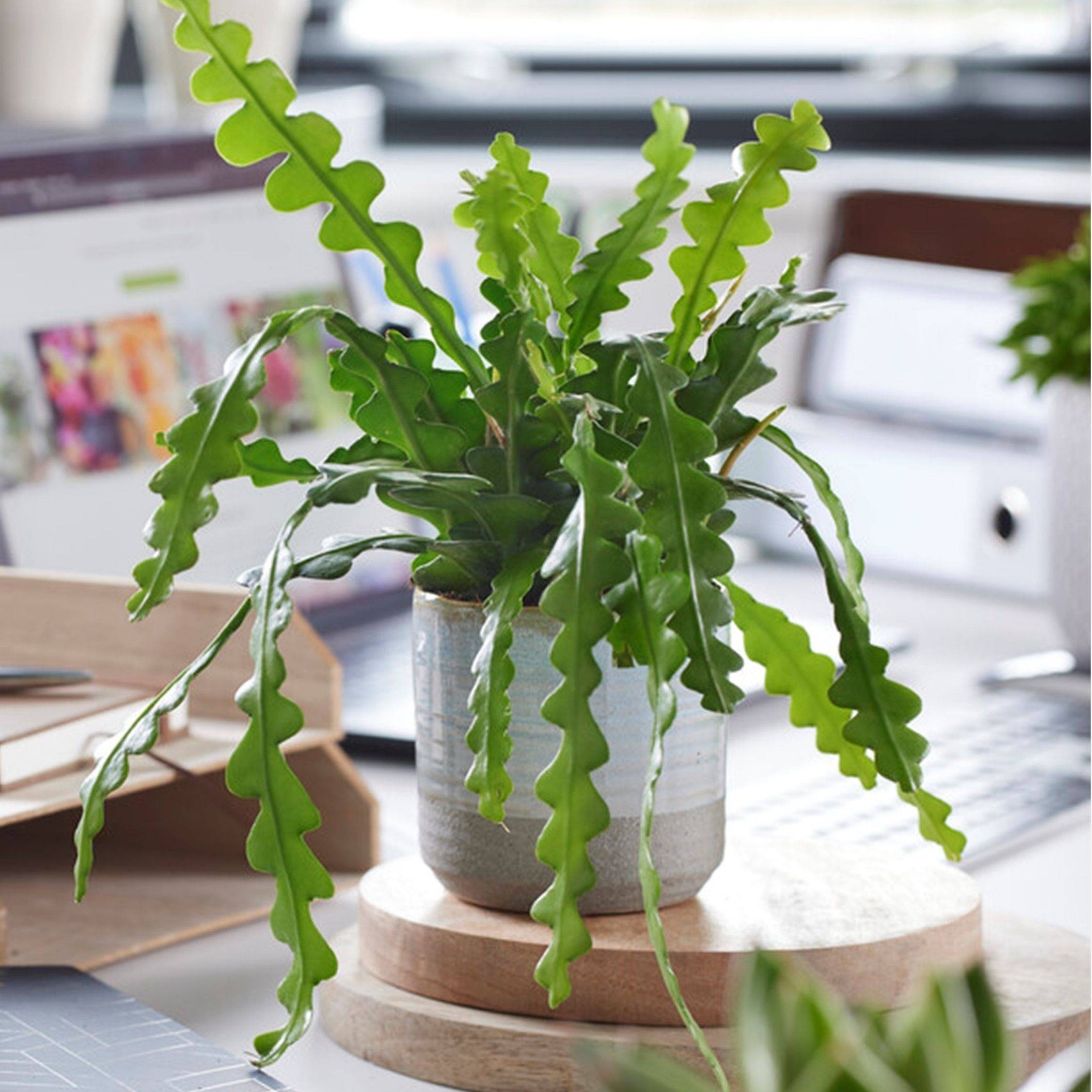 Plant In A Box - Cactus orchidée - Epiphyllum 'Anguliger' - Hauteur 30-40cm - ⌀15cm - Image 2