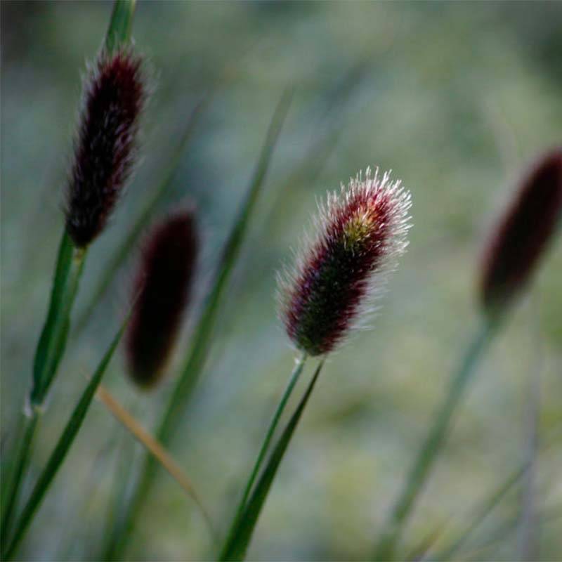Pennisetum thunbergii - Herbe aux écouvillons pourpres Godet de 8/9 cm