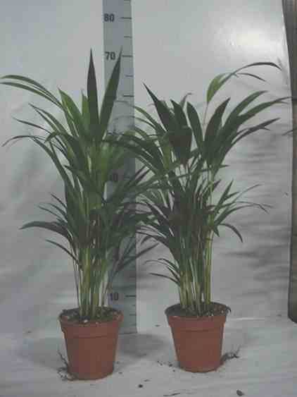 0 - Chrysalidocarpus lutescens (Aréca, Palmier d'arec, Palmier doré) Pot de 7 litres - 80/100 cm - Image 1