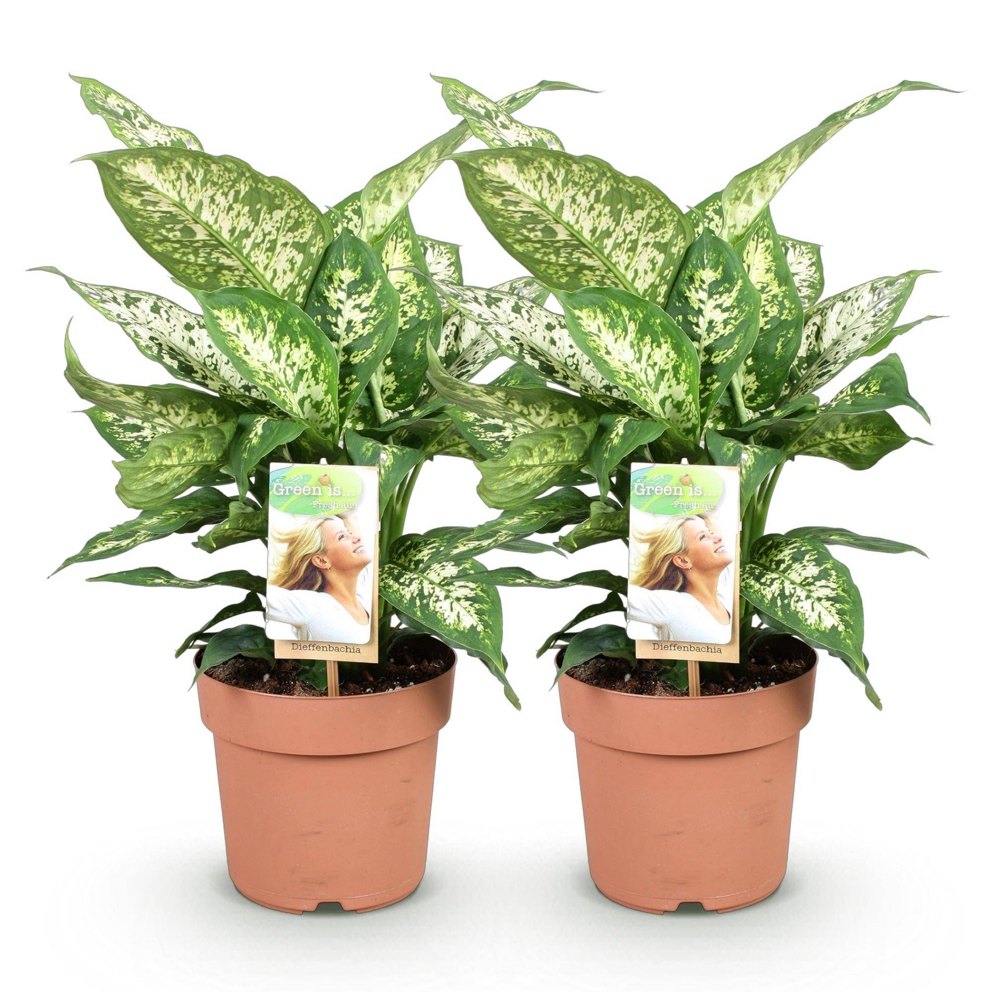 Diefenbachia Compacta - Dieffenbachia - Pot de 17cm - Hauteur 45-50cm - 2 plantes - Sans cache-pot - Plantes d'intérieur - Image 2