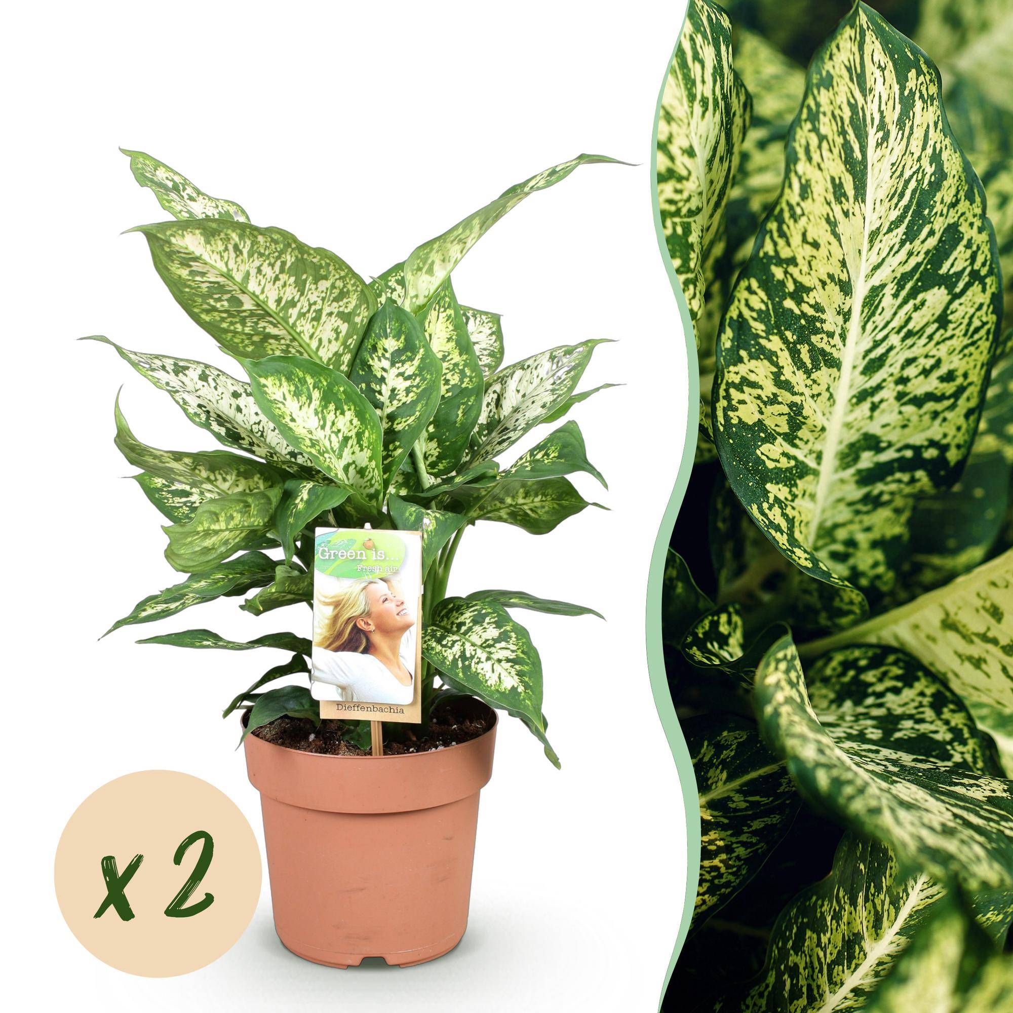 Diefenbachia Compacta - Dieffenbachia - Pot de 17cm - Hauteur 45-50cm - 2 plantes - Sans cache-pot - Plantes d'intérieur - Image 1